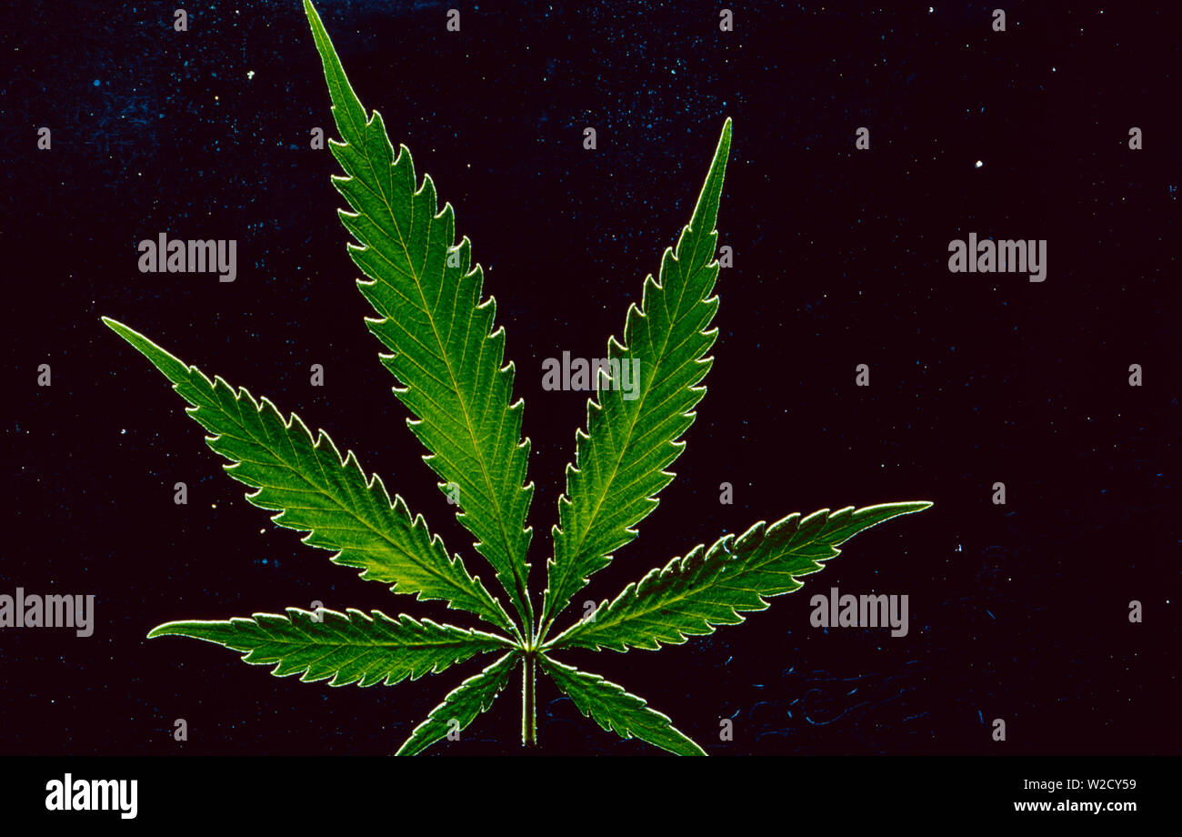 Ein Hanf (Cannabis) mit oder ohne illegale THC (tetrahydrocanabinol) und rechtlichen CDB (Cannabidiol), für medizinische Behandlung verwendet Stockfoto