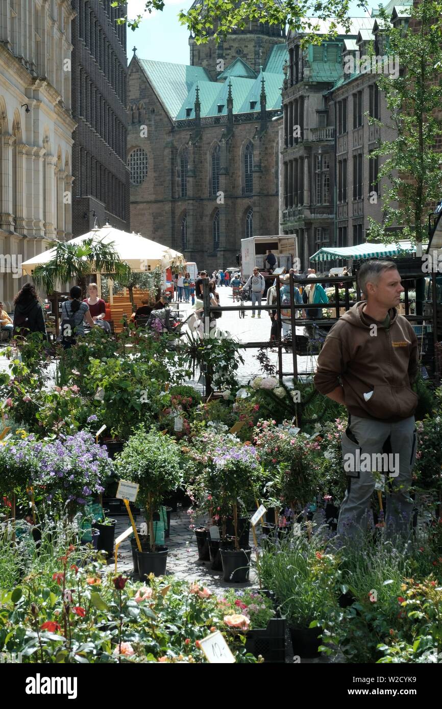 Blumenmarkt in Bremen, Deutschland Stockfoto