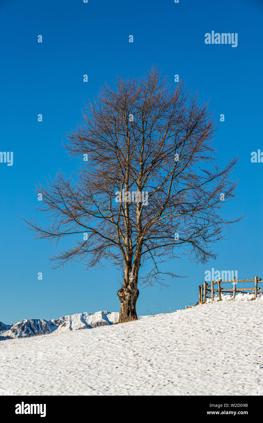 Italien Venetien Cansiglio - Alpago - Col Indes mit Schnee im Winter Stockfoto