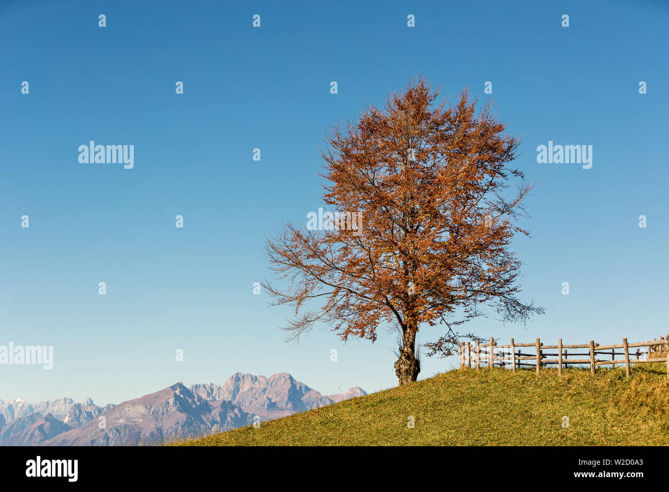 Italien Venetien Cansiglio - Alpago - Col Indes Stockfoto