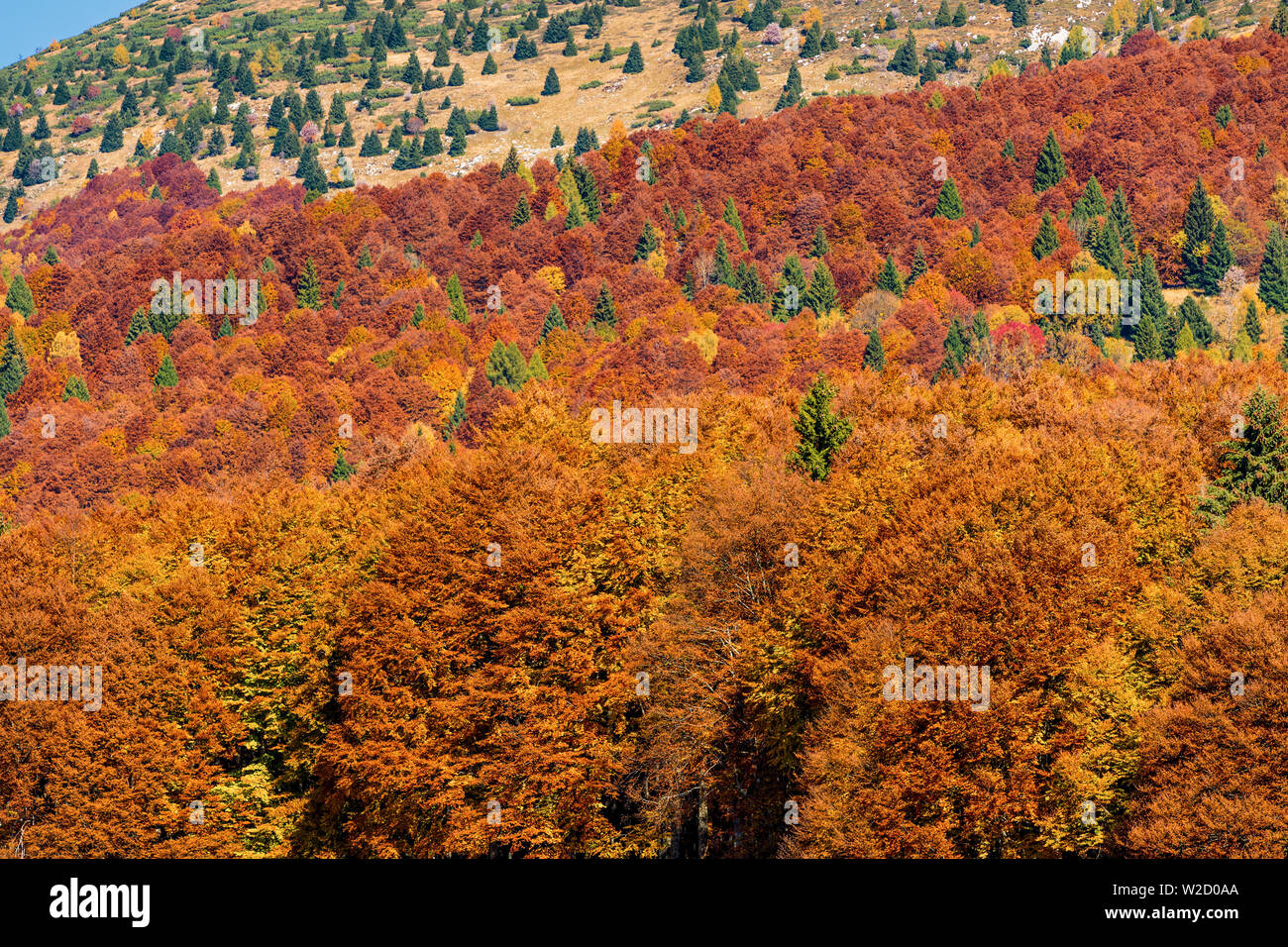 Italien Venetien Cansiglio - Alpago - Col Indes Stockfoto