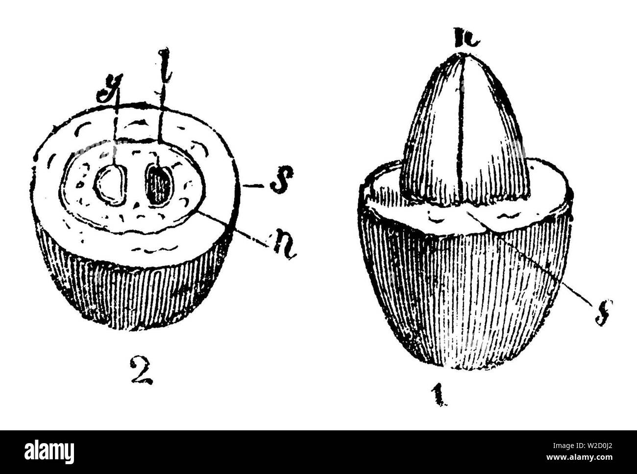 Carneol Kirsche (Cornus Mas), Cornus mascula, anonym (Biologie Buch, 1881) Stockfoto