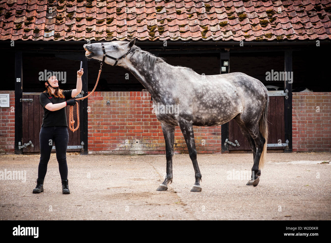 Stephanie Callen Der redwings Horse Sanctuary in Hampton, Norfolk mit pensionierten Rennpferd, "Nobby" mit ihrem Apple iPhone die Klänge der Pferde für ein Projekt ein Archiv für die Verwendung in Filmen, Radio und TV zu erstellen. Inspiriert durch die ÒWilhelm ScreamÓ C der Sound Effekt einer horseÕs wiehern, dass ein Witz in Hollywood geworden ist, die sich in Filmen von Star Wars bis Indiana Jones zu Disney Filme und mehr C zwei Unternehmen verwendet worden, haben sich zusammengetan, um ihn zu ersetzen. Soziales Netzwerk und app Equilab und Sound Library De Wolfe Musik, Sound für Filme wie Brokeback Mountain und Ame geliefert hat Stockfoto