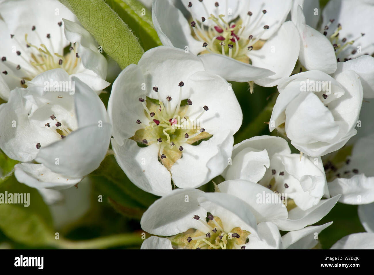 Blühen auf ein Obstgarten Pear Tree an einem schönen Frühlingstag, die grünen Blätter gerade in der Entwicklung befinden, Berkshire, April Stockfoto