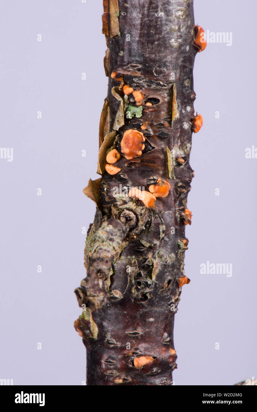 Coral spot, Nectria cinnabarina, eine schwache pilzartige Parasiten wachsenden saprophytically auf totem Holz rosa perithecia zu produzieren, Juni Stockfoto