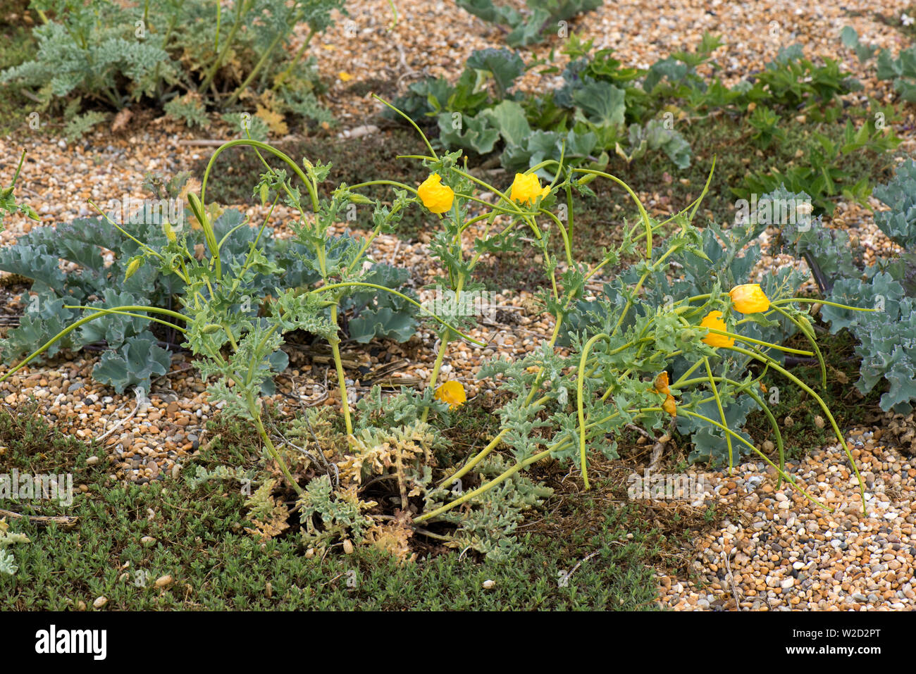 Gelben gehörnten Mohn oder hornpoppy, Glaucium Flavum, Anlagen mit Blumen und langen SAMENKAPSELN am Chesil Beach, Juni Stockfoto
