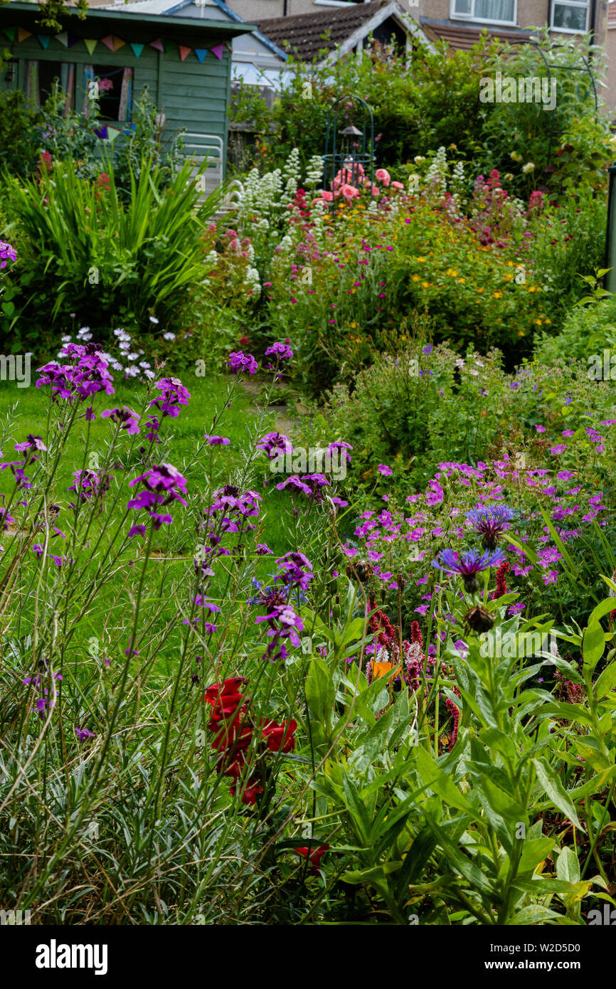 Lila blühende Wandblumen in einer herbstlichen Grenze, die einen Rasen in einem kleinen Garten umgeben. Stockfoto