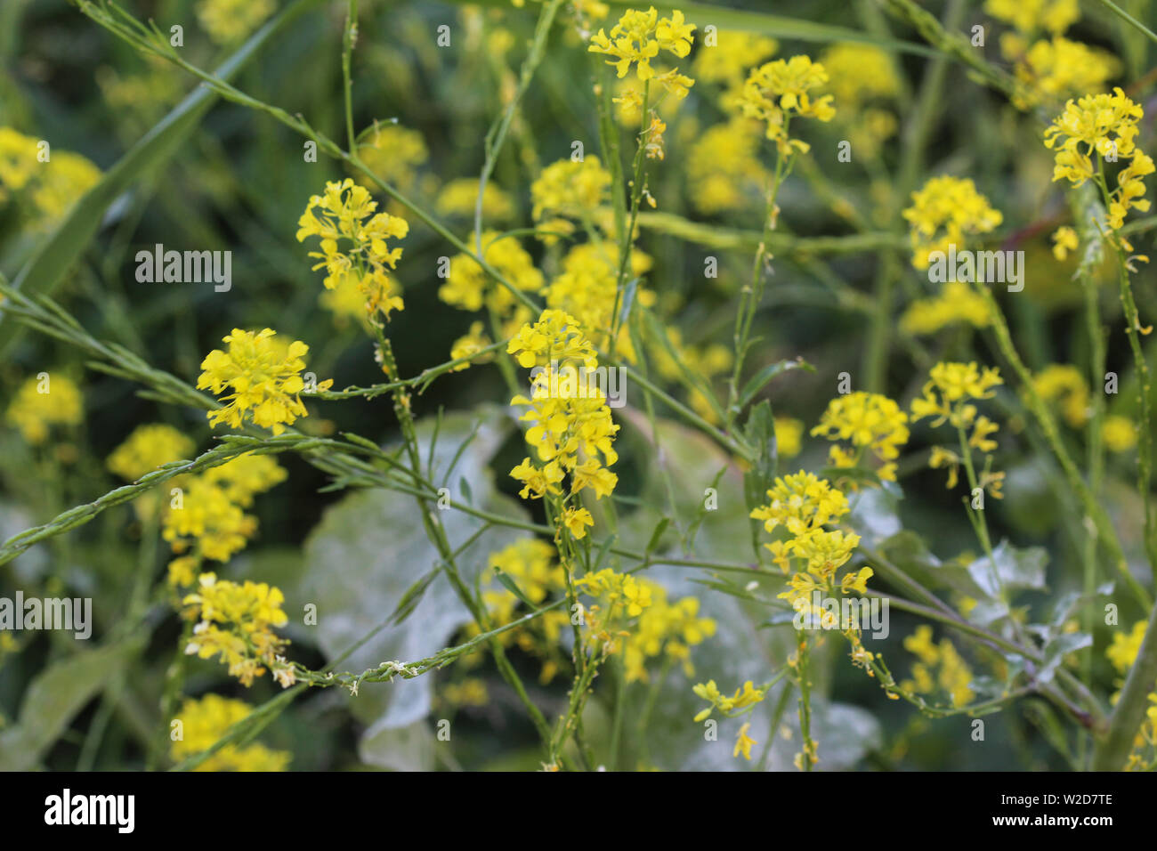 Nahaufnahme der Brassica nigra, die schwarzer Senf, blühen im Frühling Stockfoto