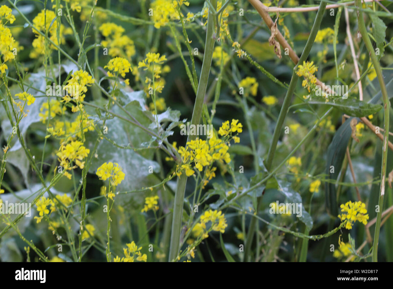 Nahaufnahme der Brassica nigra, die schwarzer Senf, blühen im Frühling Stockfoto