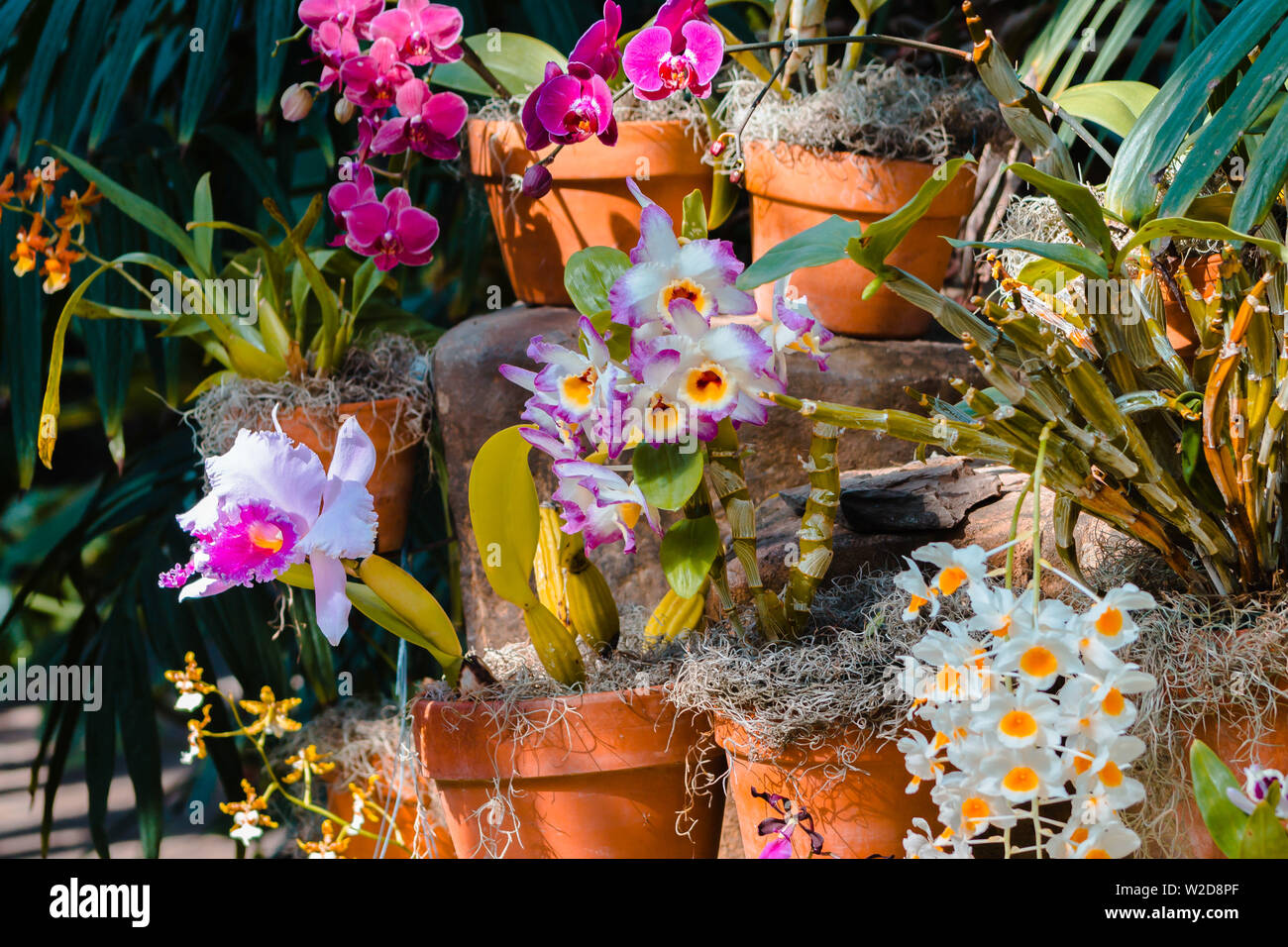 Orchideen blühen in den tropischen Gewächshaus an der Friedrich Meijer Gardens Stockfoto