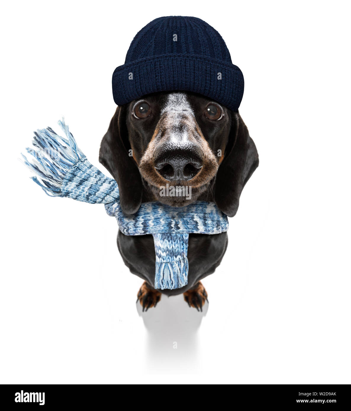 Einfrieren dackel Wurst Hund mit Wolle Schal und Mütze im Winter oder Herbst, auf weißem Hintergrund Stockfoto