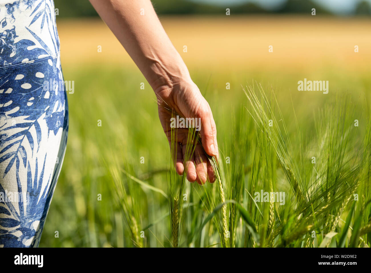 Frau läuft Ihre Hand durch reifenden Weizen in einem Feld, die Nahaufnahme. Stockfoto