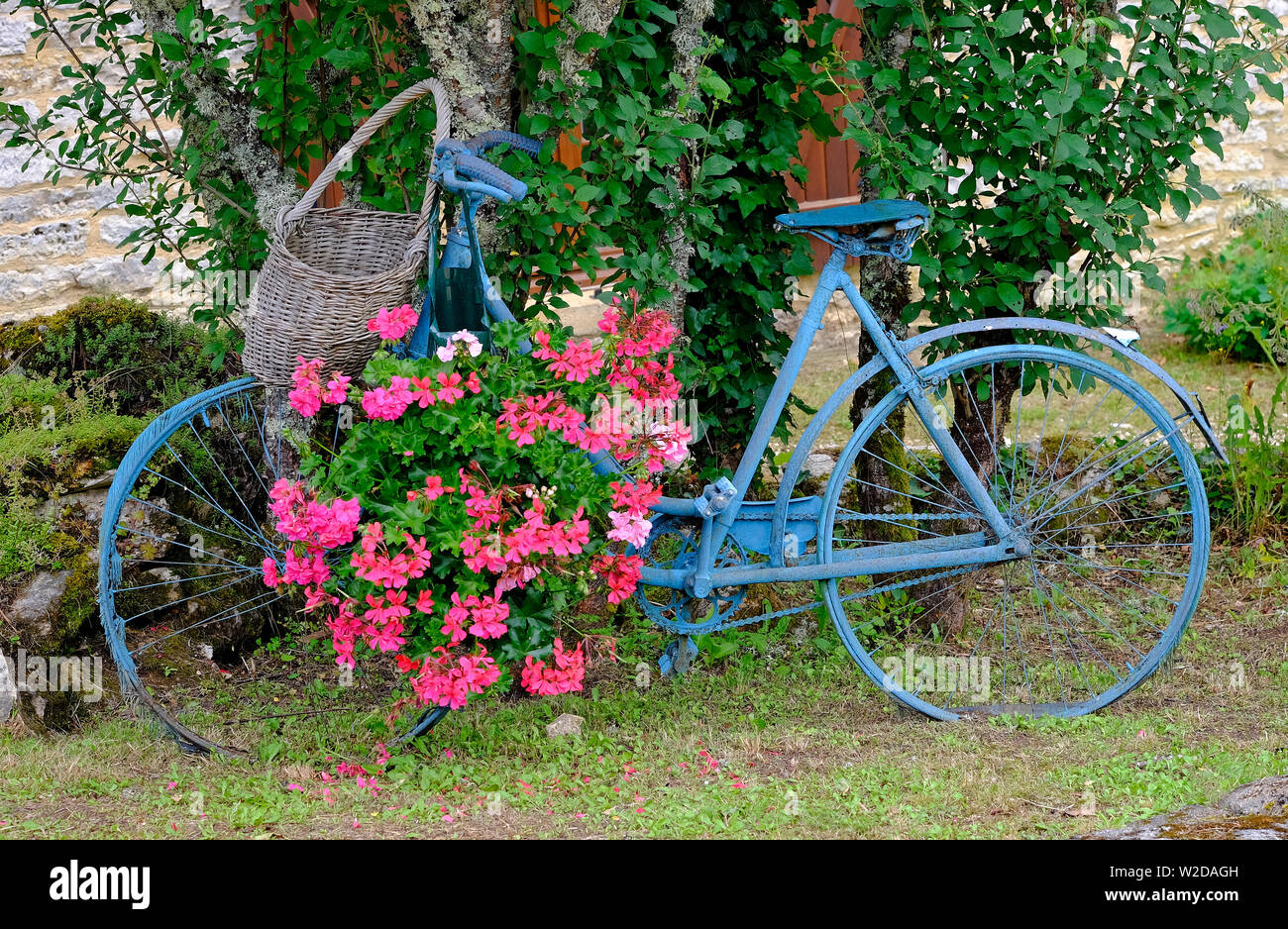 Alte französische Fahrrad blau lackiert mit hängenden rosa Blumen, Lot, Frankreich Stockfoto