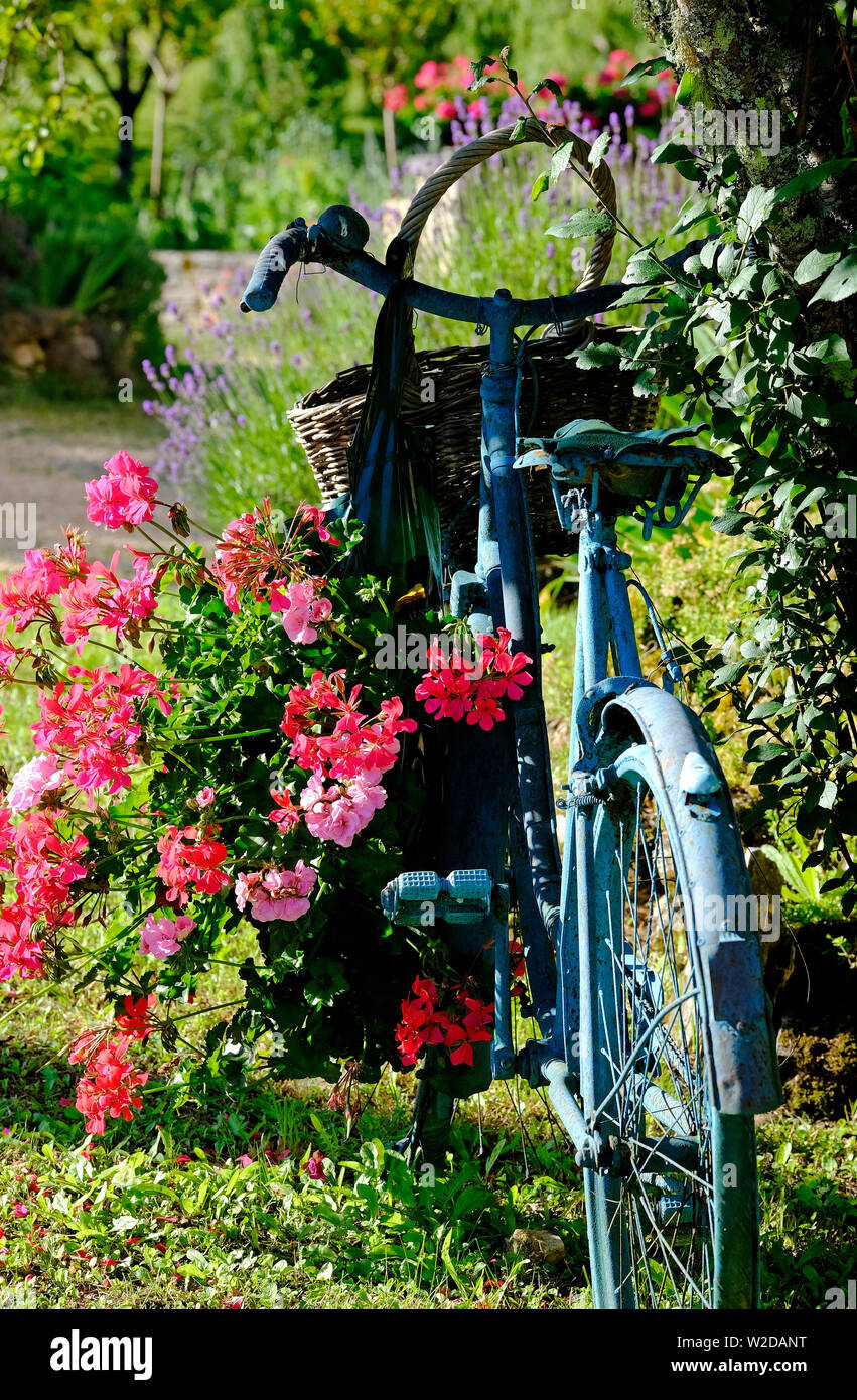 Alte französische Fahrrad blau lackiert mit hängenden rosa Blumen, Lot, Frankreich Stockfoto