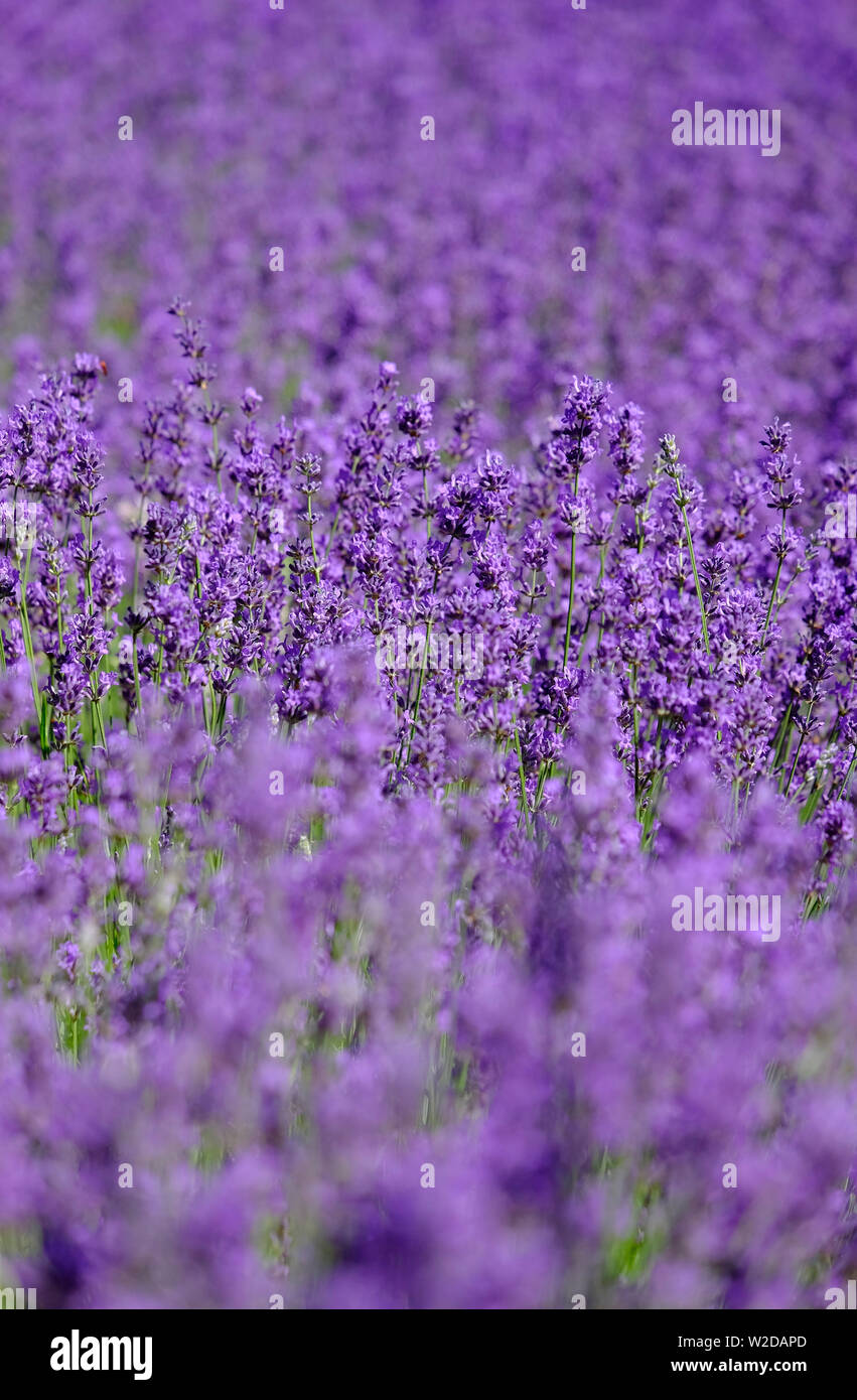 Bluhende Lavendel Pflanzen Lot Frankreich Stockfoto Bild
