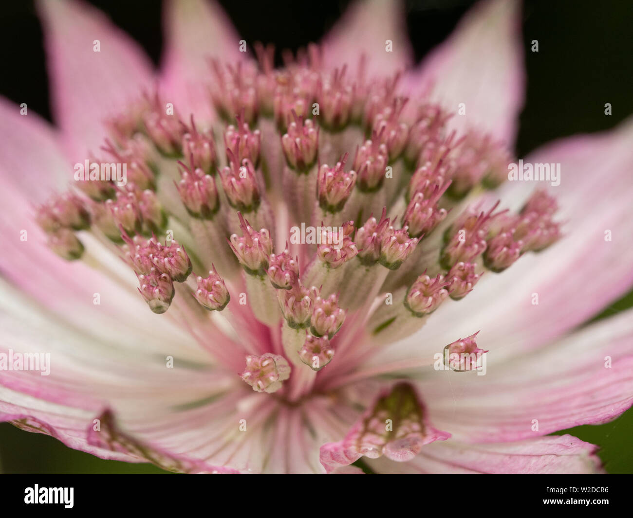 Eine Nahaufnahme der Teil einer Blume des Astrantia Roma Stockfoto