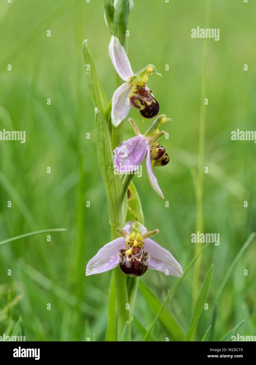 Nahaufnahme der Blumen der Bienen-ragwurz Ophrys apifera Stockfoto
