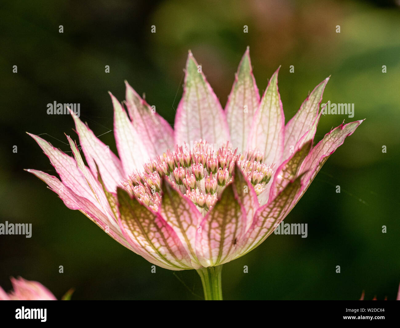 Nahaufnahme der rosa Blüten von astrantia Roma Stockfoto