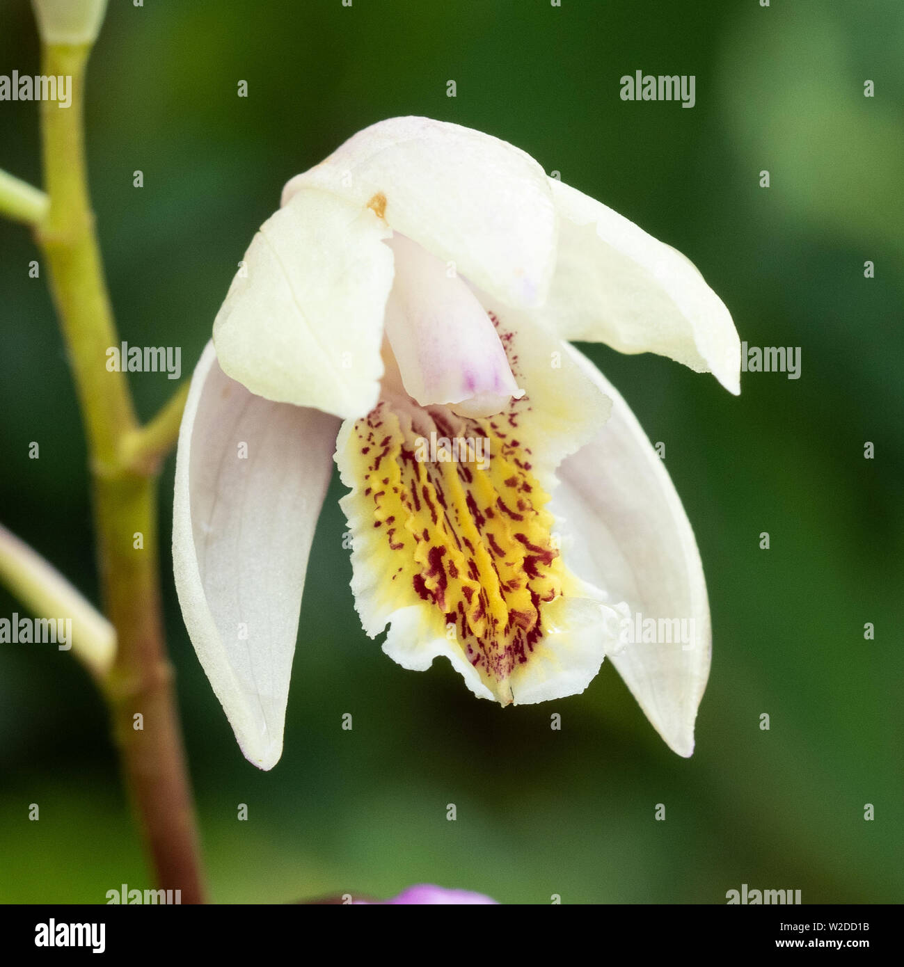 Eine Nahaufnahme von einer einzigen Blume der Bletilla winterharte Orchideen Penway Rainbow Stockfoto