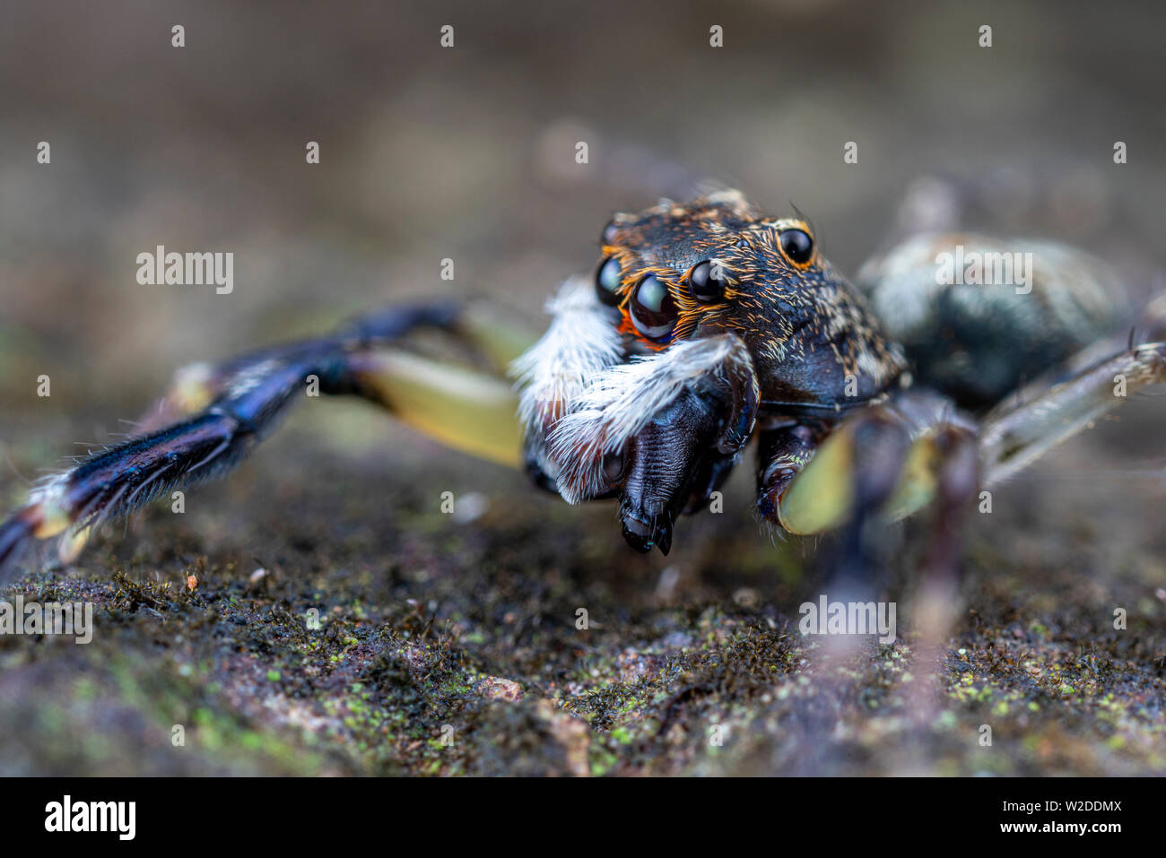 Frewena sp., eine niedliche Jumping spider aus Australien mit großen Augen und weißen palps Stockfoto