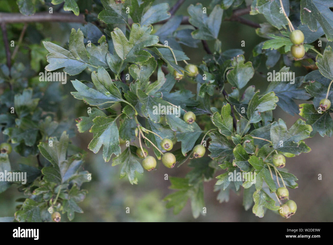Nahaufnahme der gemeinsamen Weißdorn oder einzelne hawthorn gesät (Rosa moschata) Blätter Stockfoto
