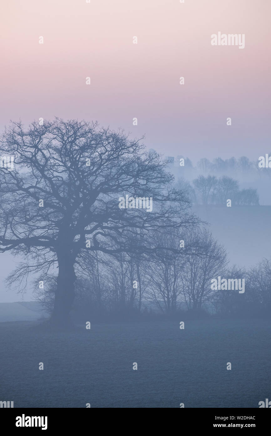 Kahle Bäume im nebligen Winter - Landschaft in der Dämmerung mit bunten Himmel in Blau und Rot, Schleswig-Holstein Stockfoto