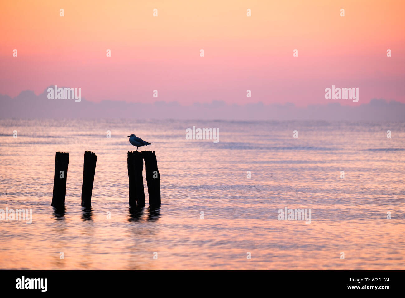 Schönen Morgen in Rot und Orange an der Ostsee mit der Silhouette einer Möwe sitzen auf einer Stange im Wasser an Groemitz blieben, Schleswig-Holstein Stockfoto