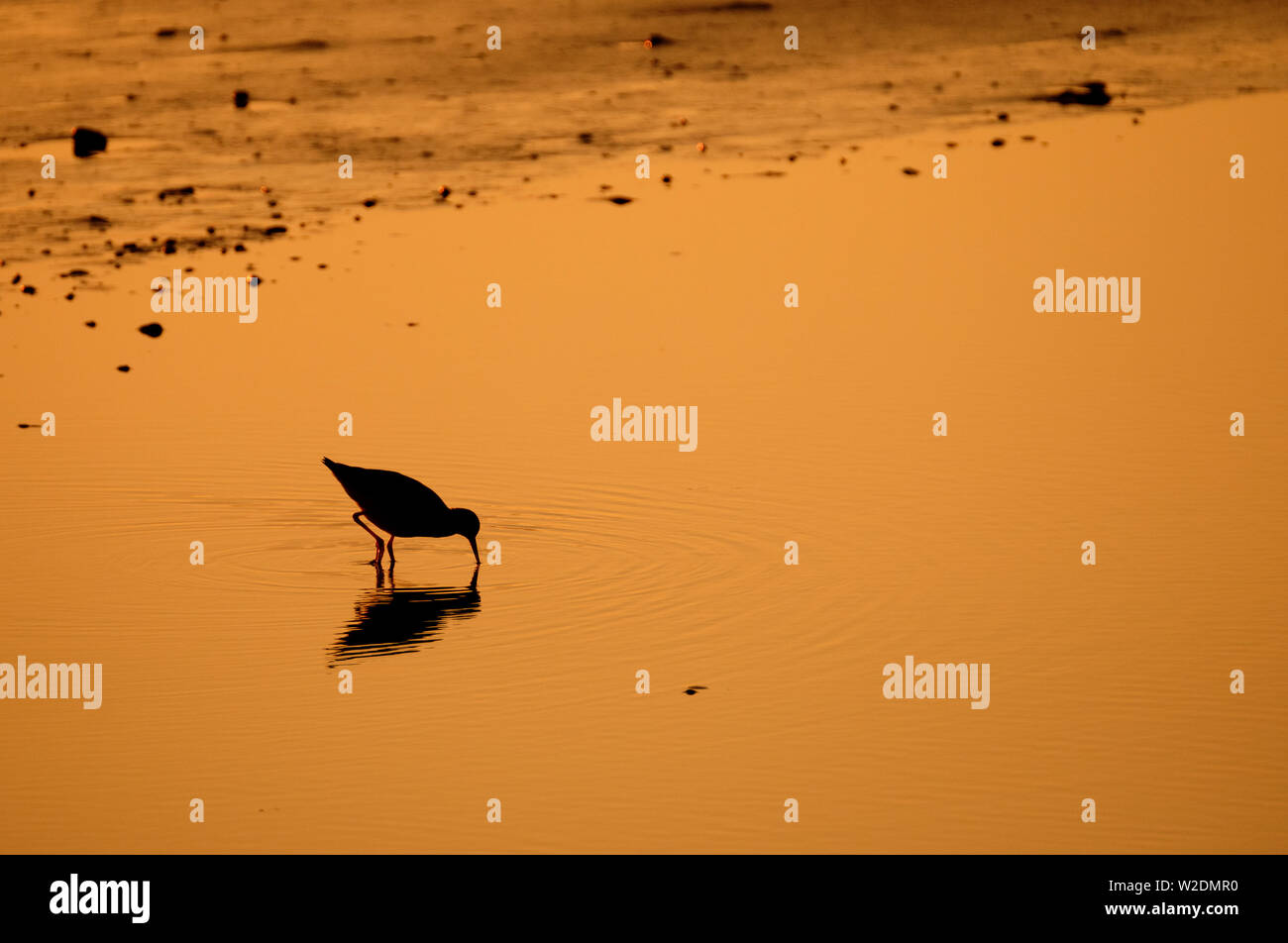 Schwarze Silhouette Vogel rotschenkel Tringa totanus im schönen Abendlicht mit Reflexion, Island Stockfoto