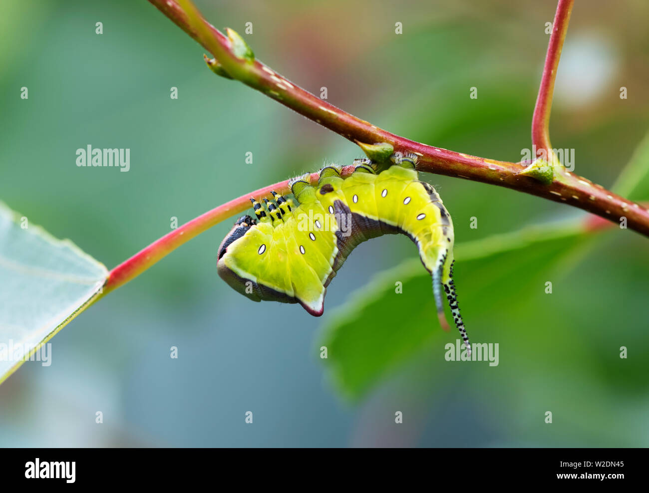 Larve des Puss Moth (Cerura vinula) im typischen 'bedroht' darstellen, die die Raupe nimmt Wenn gestört Stockfoto Larve des Puss Moth (Cerura vinula) im typischen 'bedroht' darstellen, die die Raupe nimmt Wenn gestört Stockfoto