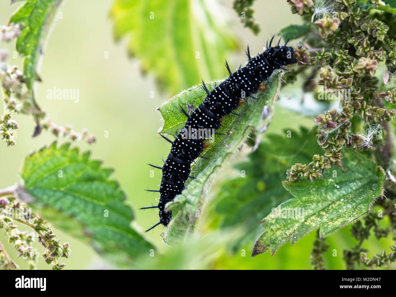 Fast ausgewachsenen Raupen des Tagpfauenauges (Vanessa io), Fütterung mit Brennnessel Stockfoto