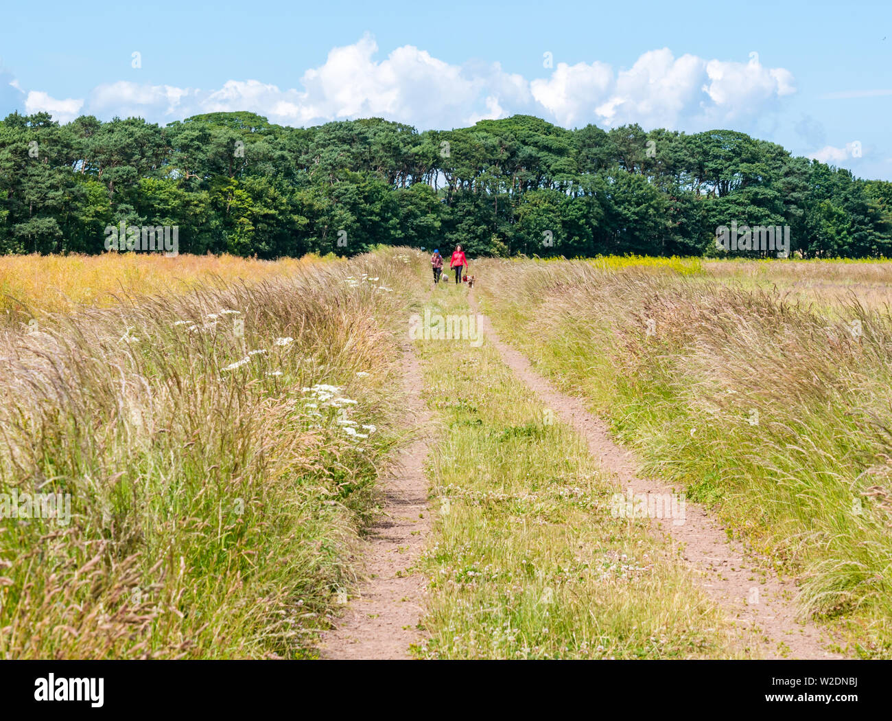 John Muir, East Lothian, Schottland, Vereinigtes Königreich, 8. Juli 2019. UK Wetter: Hund Wanderer auf einer geraden Gras Country Track durch ein Feld im Sommer Sonnenschein entlang der John Muir Weg Stockfoto