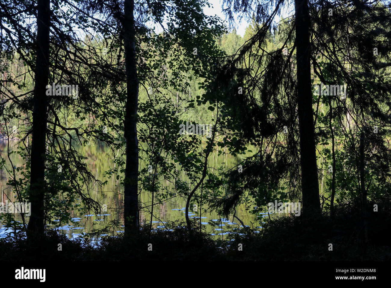 Piilolammi - einen kleinen See oder ein Natura. Teich - hinter Baum Silhouetten in Hyvinkää, Finnland Stockfoto