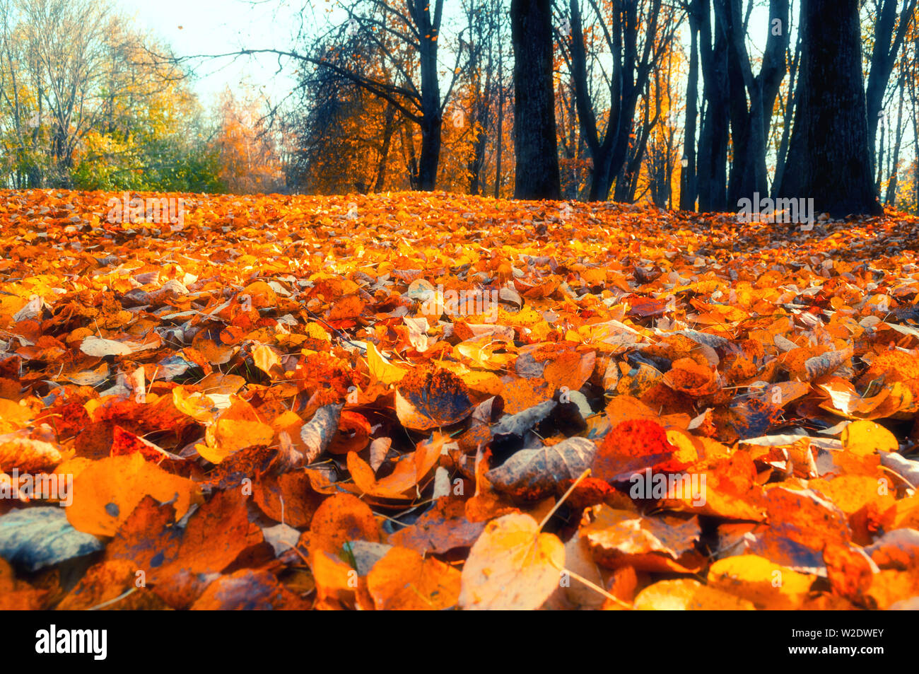 Herbst park Landschaft - verschwommenes Park Bäume und gefallenen trockene Blätter im Herbst im City Park im Herbst Tag. Selektiver Fokus an der orange Blätter auf dem foregr Stockfoto