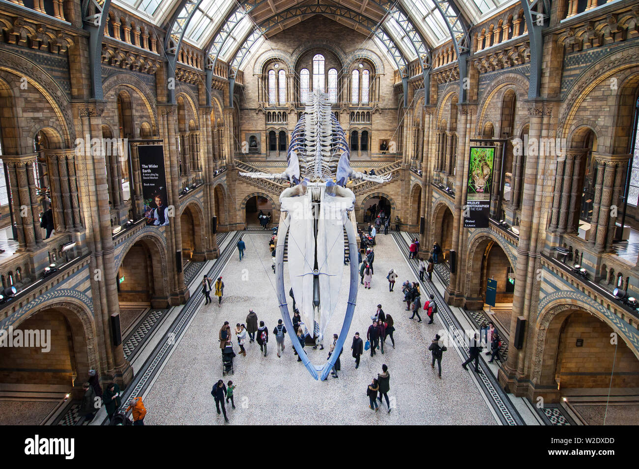 London, Großbritannien - 19 Dezember, 2018: Hintze Halle im Natural History Museum, London, Vereinigtes Königreich. Stockfoto