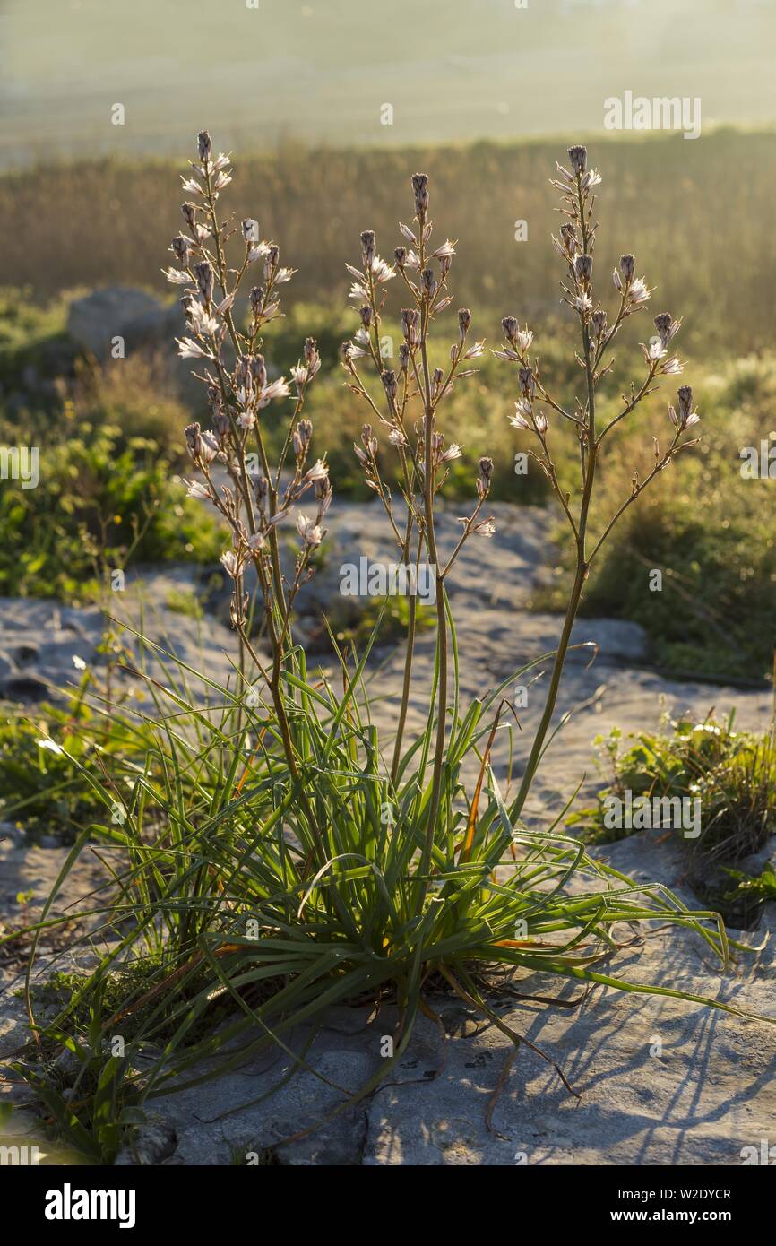 Verzweigtes Asphodel, Asphodelus ramosus Stockfoto