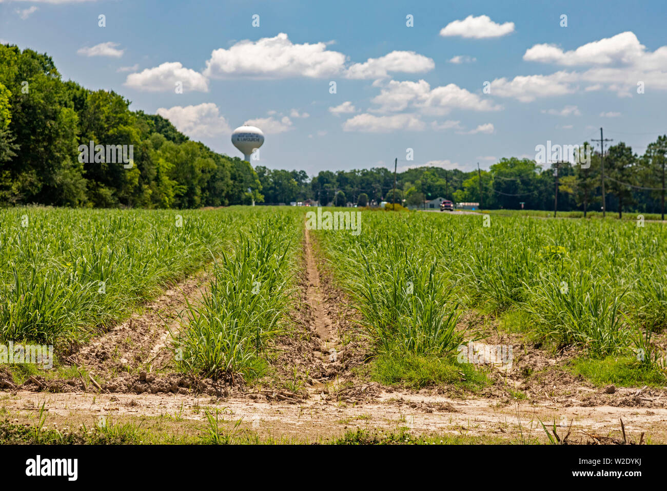 Thibodaux, Louisiana - ein Zuckerrohr Feld im Süden von Louisiana. Stockfoto