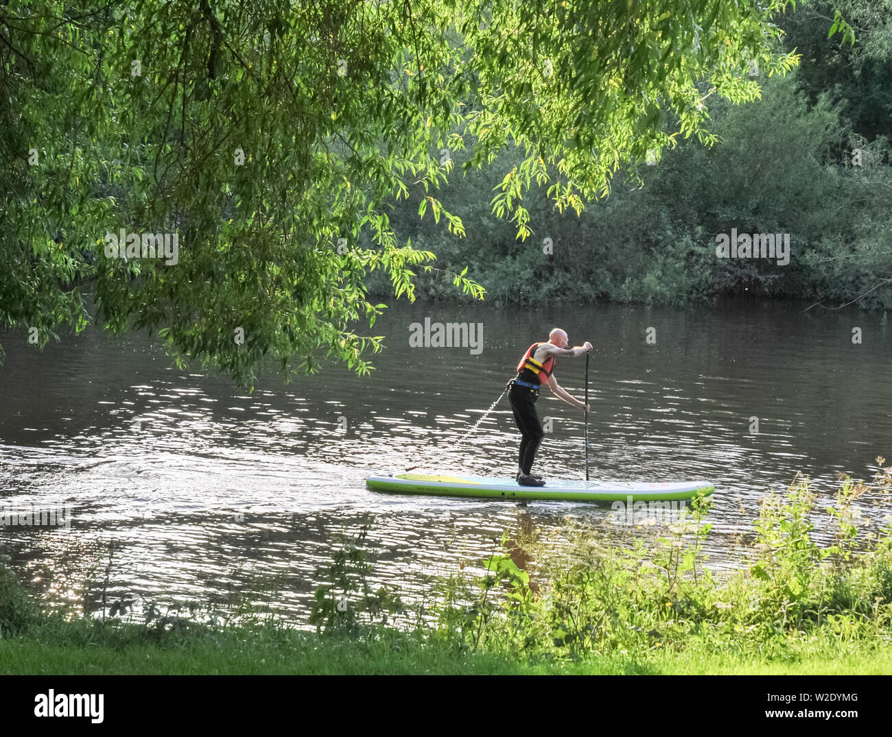 Ein Mann Paddle Boarding auf dem Fluss Severn in Shrewsbury Stockfoto