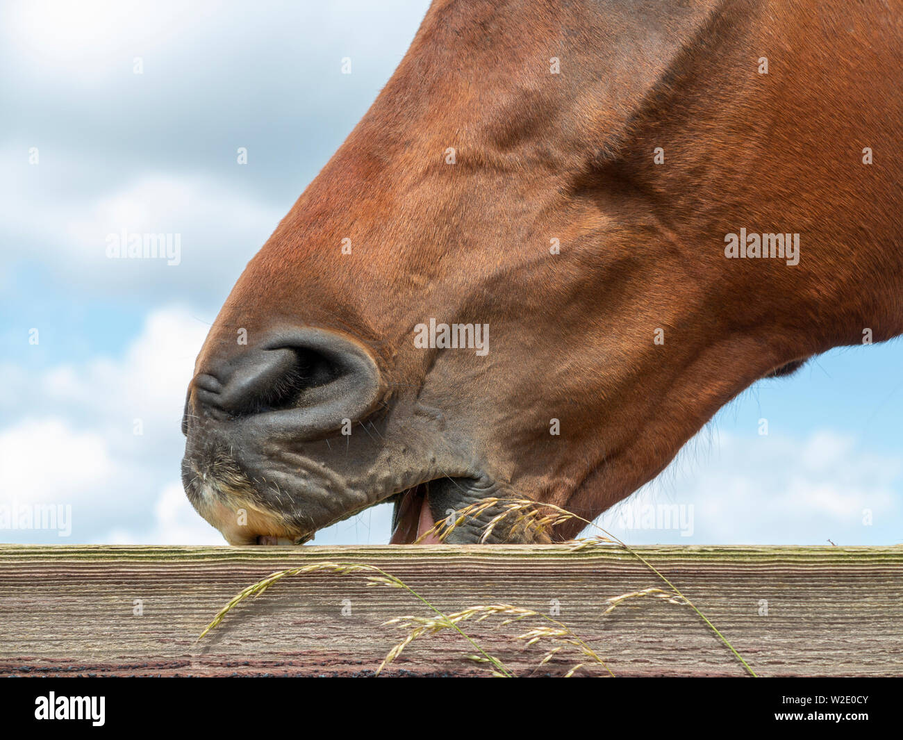 Eine Nahaufnahme der Pferde Kopf, das Tier wind saugen an einem Zaun Stockfoto