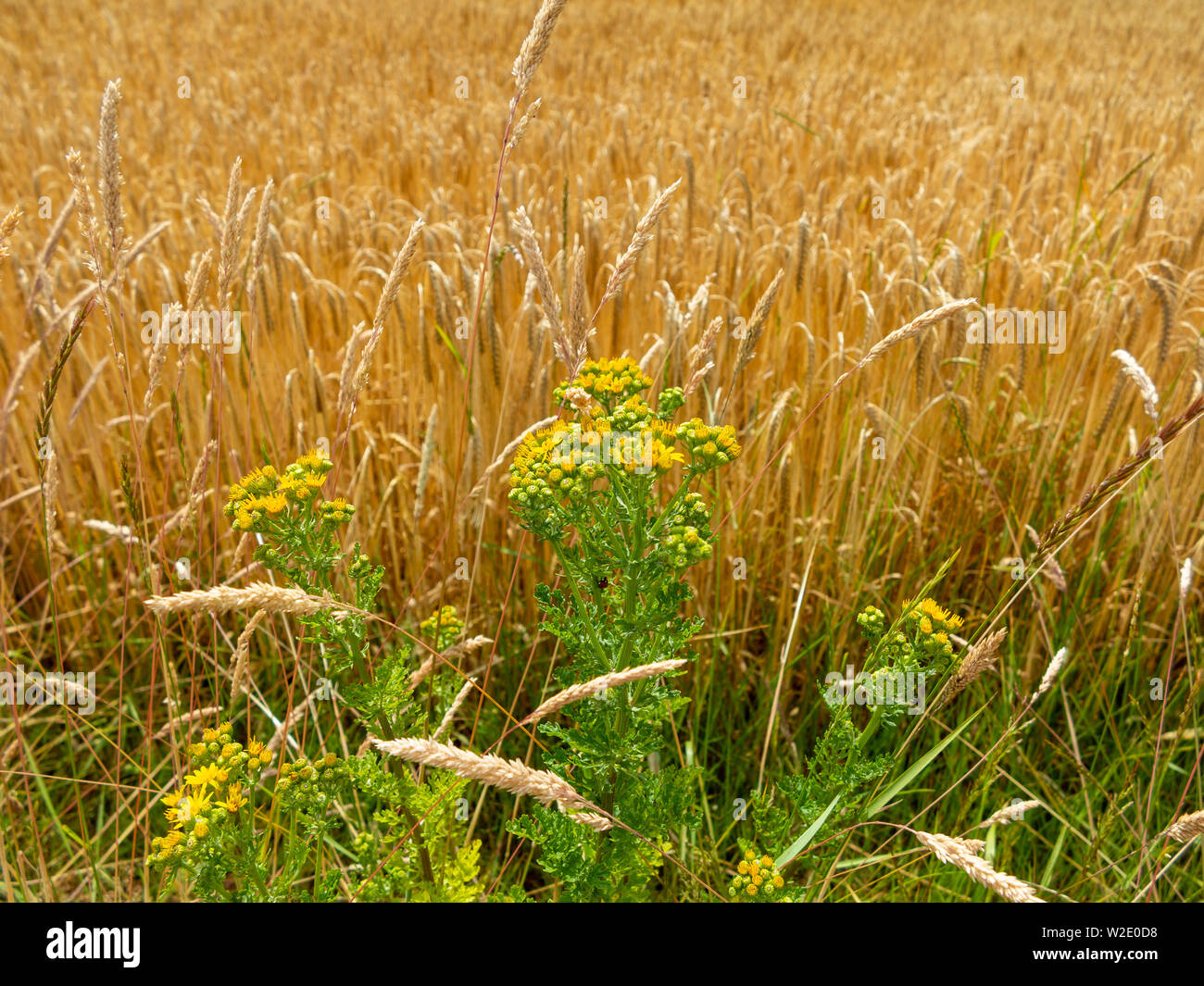 Nahaufnahme von Ragwort vor dem Hintergrund einer goldenen Gräser und Feldfrüchte Stockfoto