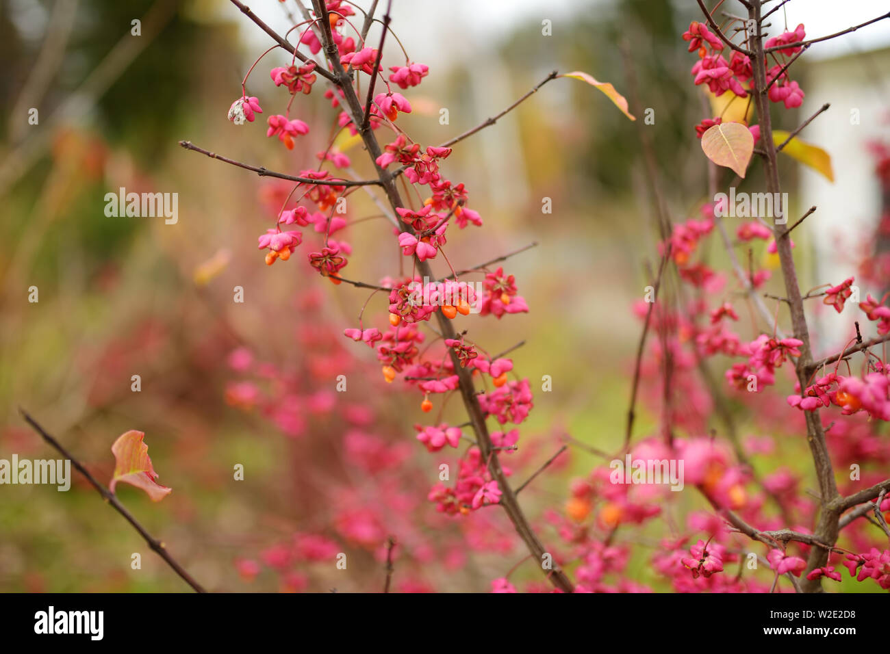 Leuchtend rote Früchte der Euonymus alatus. Winged Spindel, geflügelte euonymus oder brennenden Busch. Schönes helles Herbst Vegetation. Stockfoto