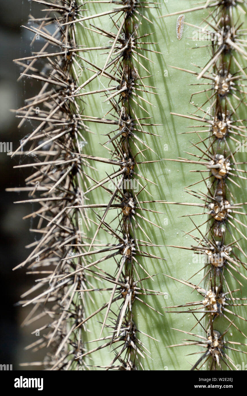 Nahaufnahme der vertikalen Reihen der scharfe, Nadel - wie Stacheln des gigantischen Saguaro Kaktus im Südwesten der USA Stockfoto