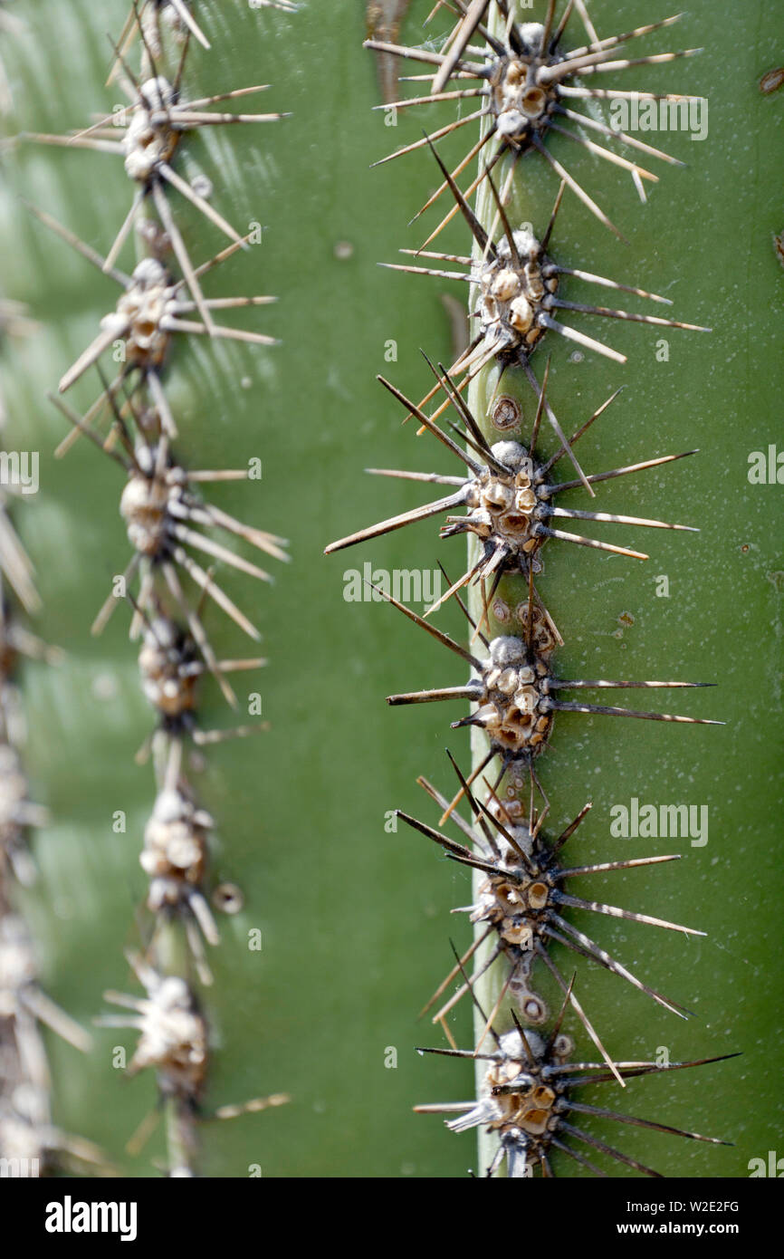 Nahaufnahme der scharfe, Nadel - wie Stacheln des gigantischen Saguaro Kaktus im Südwesten der USA Stockfoto