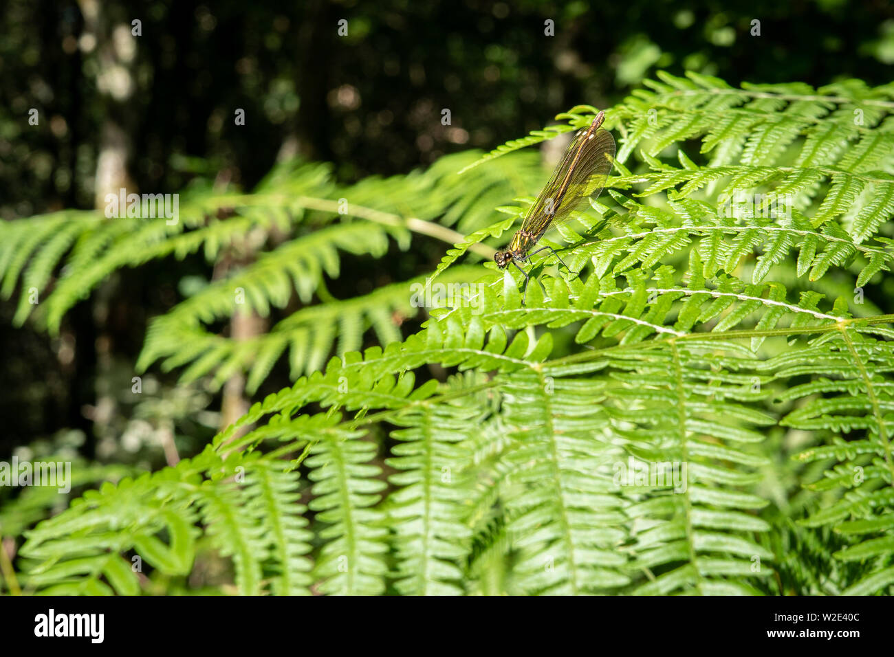 Libelle auf einem grünen Farn Pflanze auf einem Wald Stockfoto