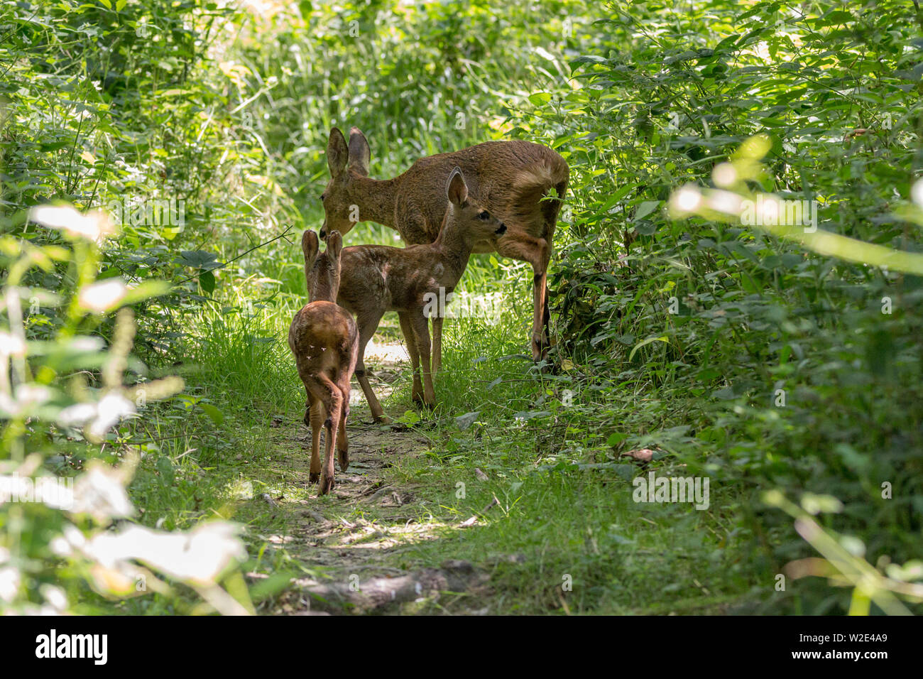 Reh (Capreolus capreolus) einer von zwei native Rotwild zu Großbritannien. Doe Weibchen mit zwei kitze nur nach der Fütterung. Wie gestört Sie ging weg in die Abdeckung. Stockfoto