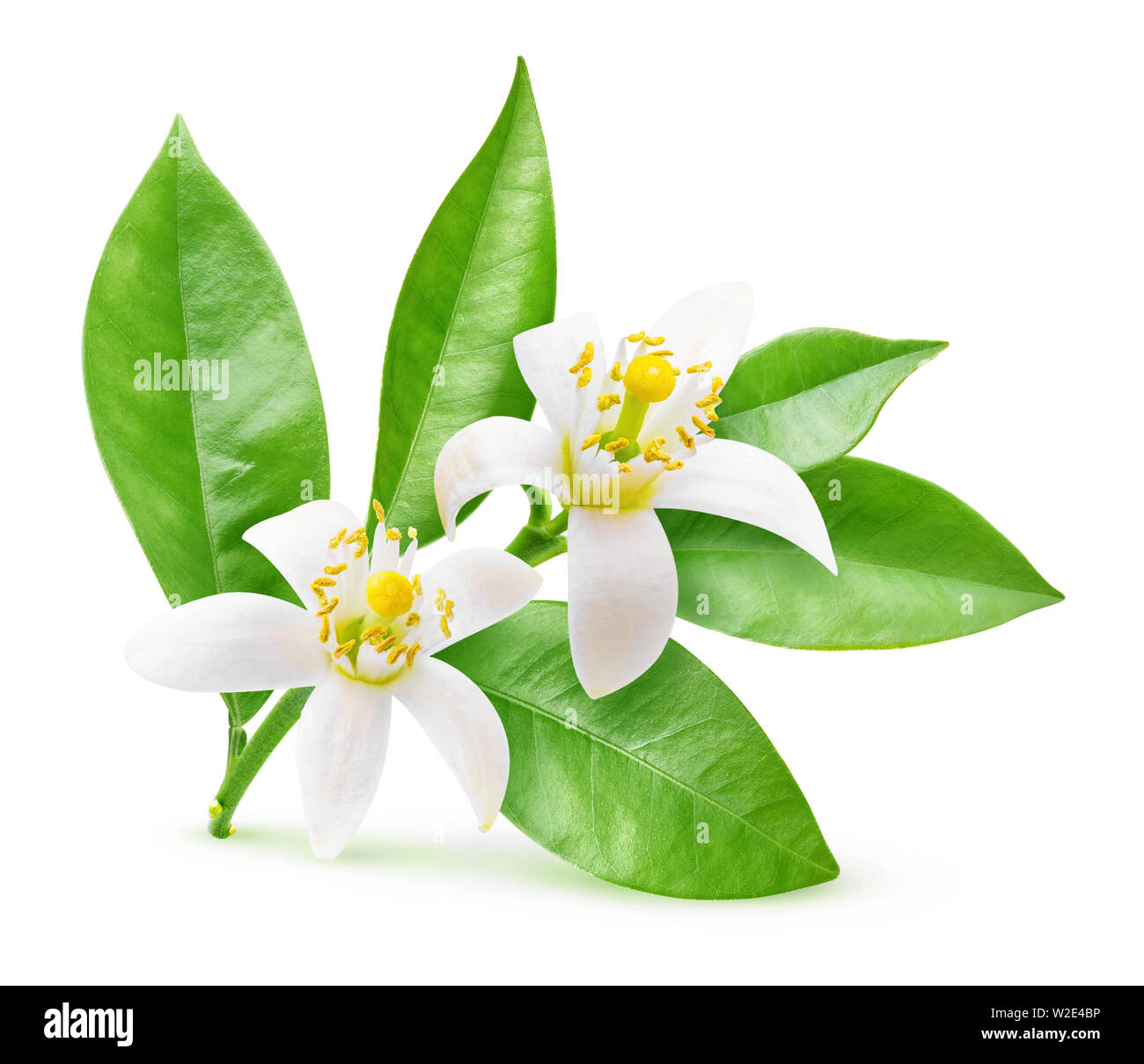 Isolierte orangen Blüten. Blühender Zweig der Orange Tree auf weißem Hintergrund mit Freistellungspfad isoliert Stockfoto