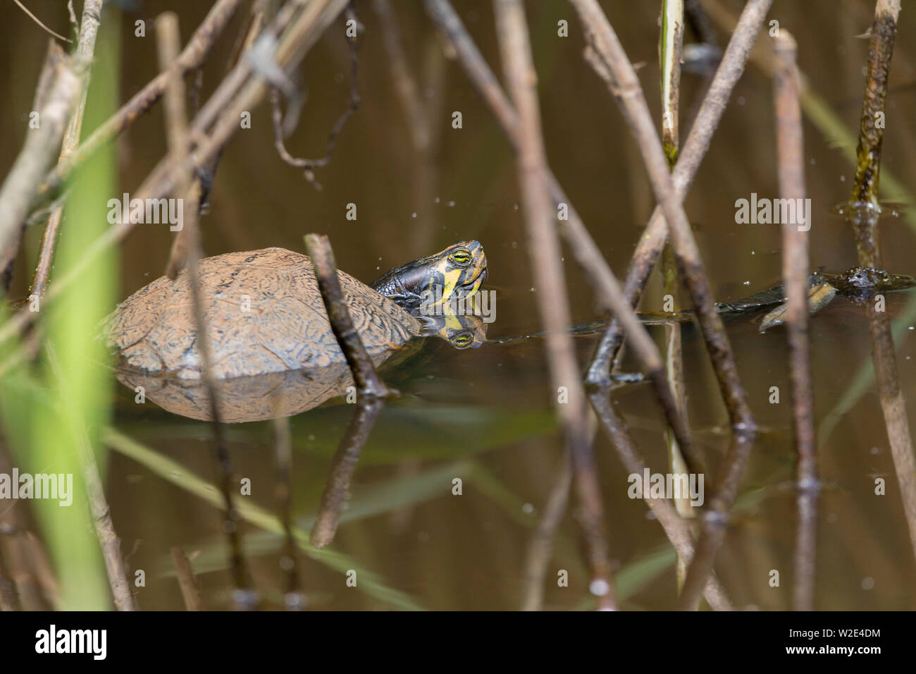 In der Britischen Naturschutzgebiet Sonnenbaden in den kleinen Teich Bereich Schildkröte. Reptilien Haustiere sind in den britischen wilde Gewässer freigegeben und auf aquatische Fauna gedeihen Stockfoto