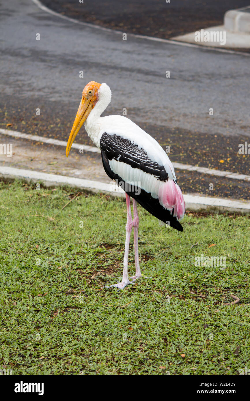 Painted Stork auf grünem Gras im Park. Stockfoto
