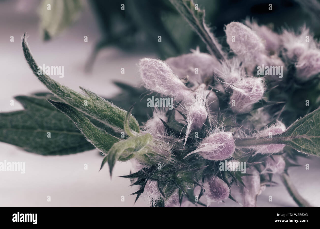 Motherwort - eine Heilpflanze mit einen beruhigenden Effekt Stockfoto