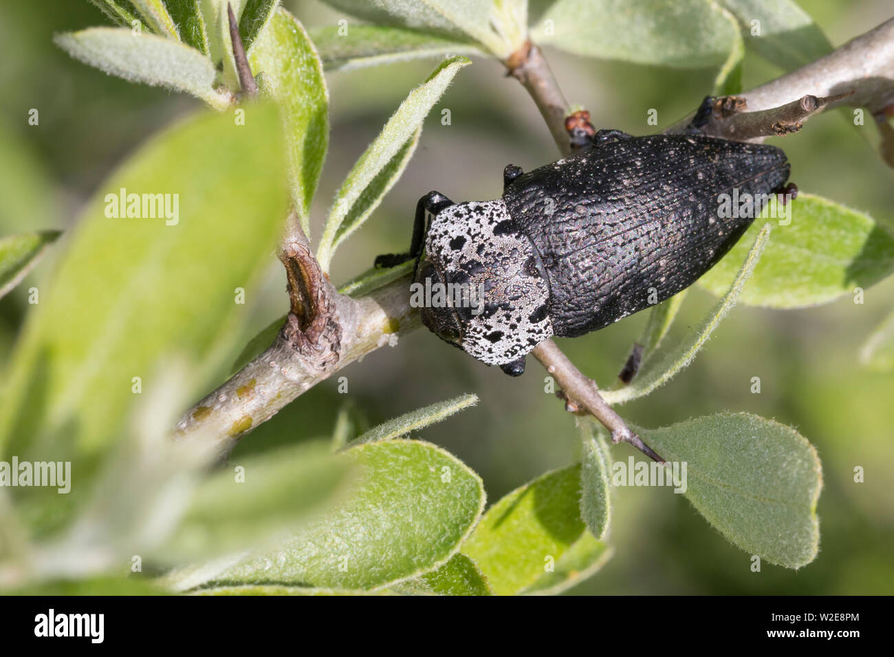 Pfirsich-Prachtkäfer, Pfirsichprachtkäfer, Schwarzer Obstbaumprachtkäfer, Schwarzer, Obstbaum-Prachtkäfer Capnodis tenebrionis, Metallic Wood-Boring werden Stockfoto