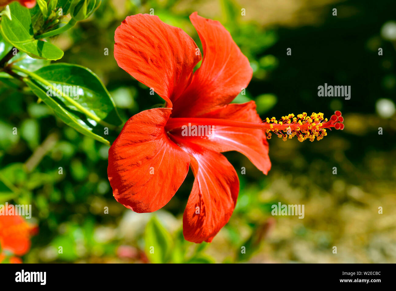 Hibiscus rosa-sinensis rote Blume Kopf Stockfoto